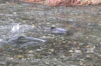 Salmon Run Tour (Once a Year Oct.15-Nov.30)