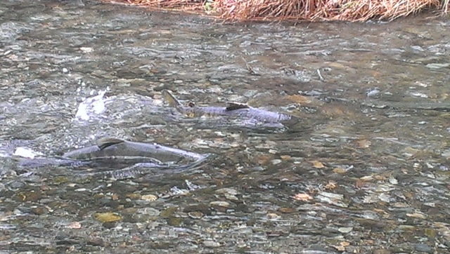 Salmon Run Tour (Once a Year Oct.15-Nov.30)