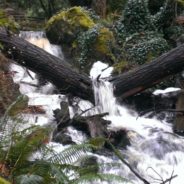 Private Guided Two Hour Rain Forest Hike