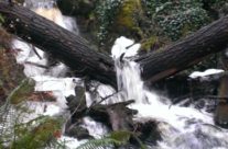 Private Guided Two Hour Rain Forest Hike