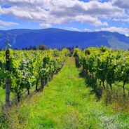 Luxury Wine Tours of Vancouver Island